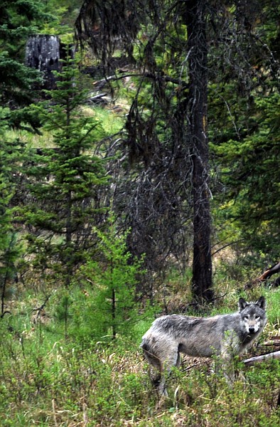 A wolf makes his way through the woods north of Whitefish on Thursday.