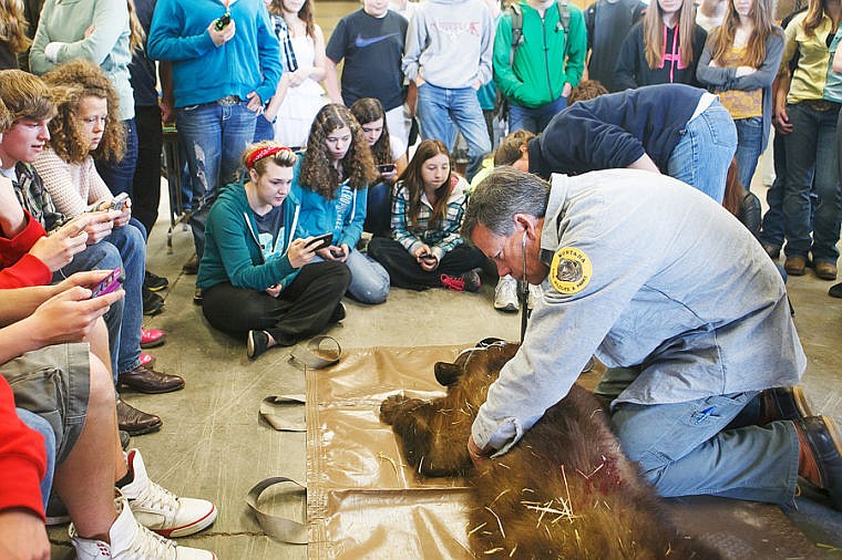 &lt;p&gt;Flathead and Glacier High School students watch as Montana Fish, Wildlife and Parks bear specialist Erik Wenum, right, takes measurements of a black bear Monday morning at the H. E. Robinson Agricultural Education Center in Kalispell.&lt;/p&gt;