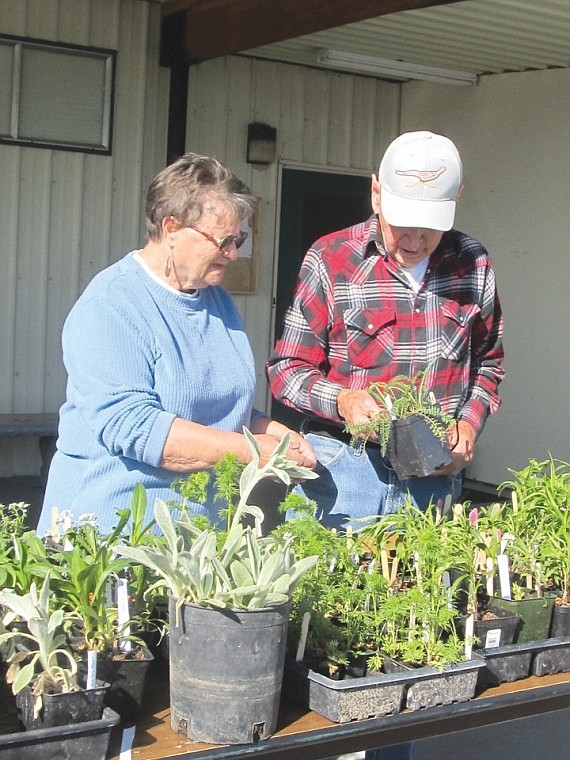 Norma and Paul Neil of Desert Aire inspect bedding plants offered for sale by the Desert Aire Garden Club. The sale is an annual event.