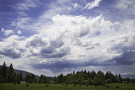 &lt;p&gt;Black Angus cattle graze in a pasture on the 160-acre Rocking R Ranch.&lt;/p&gt;