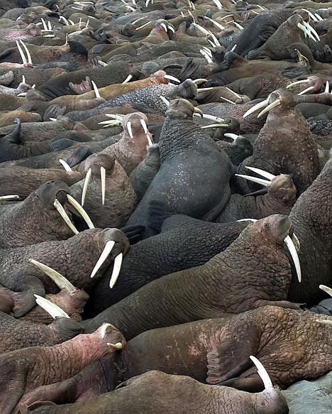 &lt;p&gt;This May 2015 photo provided by explore.org, shows walruses on a beach, recorded by a robotic camera on Round Island, Alaska. A popular webcam showing large male Pacific walruses lying on the beach is once again streaming on the Internet. The high-definition stream from Alaska's remote Round Island had been dormant for nearly a decade after private funding ran out. But thanks to the philanthropic organization explore.org, the cam is again up and running.&lt;/p&gt;