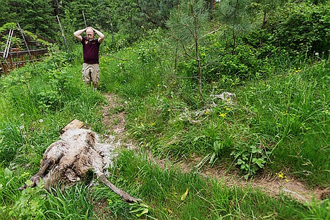 &lt;p&gt;Dan Dolezal shows frustration at the death of one of his two pet emus on Thursday at his Coeur d&#146;Alene home. Last Friday one of his emu was killed and the other continues to run loose.&lt;/p&gt;