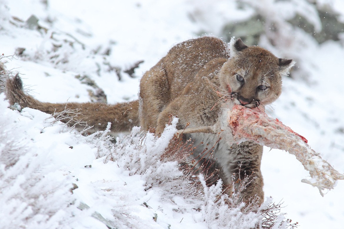 &lt;p&gt;A mountain lion eats a bighorn ewe carcass. (Photo by Sumio Harada)&lt;/p&gt;