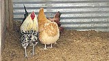 Out of the shadows, Mattawa chickens legalized