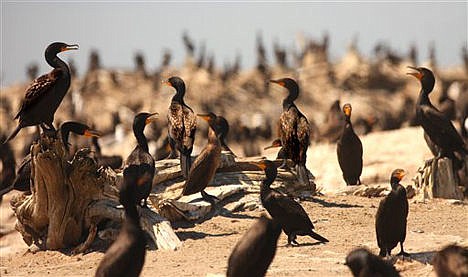 &lt;p&gt;Double breasted cormorants on East Sand Island in the Columbia River near Waco, Wash., on Aug 12, 2011.&lt;/p&gt;