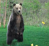 Chicken-eating grizzly brothers moved