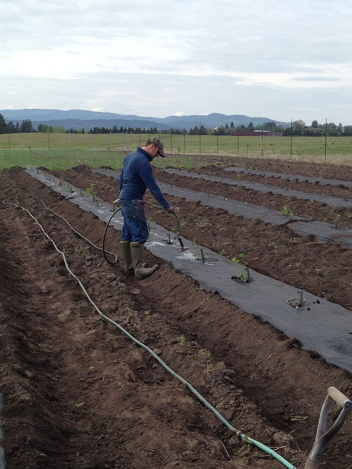 &lt;p&gt;&lt;strong&gt;Montana State University&lt;/strong&gt; graduate student Durc Setzer works in the dark fruit research plot at Flathead Valley Community College. He will help with the analysis and data collection. MSU&#146;s Flathead County Extension Agent Pat McGlynn is leading an effort to study what kinds of dark fruits can be grown locally to help diversify agriculture in the Flathead Valley.&lt;/p&gt;