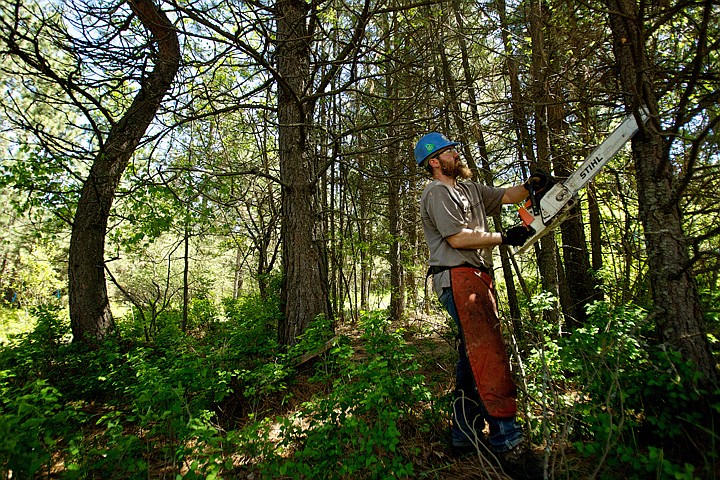 &lt;p&gt;JEROME A. POLLOS/Press Caleb Wells, with Hester Forest Management, trims pine trees Thursday in an overgrown area of Cherry Hill Park in Coeur d'Alene. Crews were working under a FireSmart program to reduce wildfire fuels that include the removal of small trees, space out the tree crowns, pruning lower branches of the residual trees to keep fire out of the tree canopies, and removal of most brush that is over one foot in height.&lt;/p&gt;