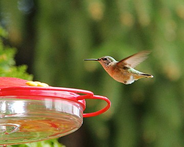 &lt;p&gt;Hummingbirds, such as this female rufous hummingbird, often make daily rounds between flowers and feeders in a predictable sequence (which is called trap-lining).&lt;/p&gt;&lt;p&gt;&lt;/p&gt;