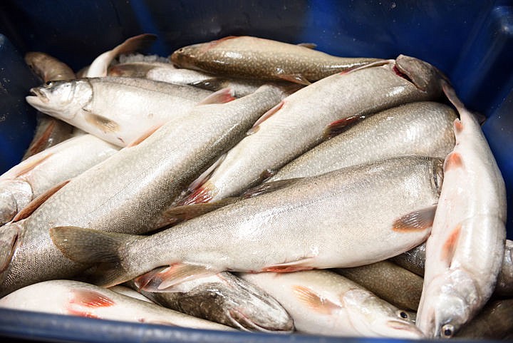 &lt;p&gt;A bucket of lake trout caught by gill netting on Thursday, May 7, at Blue Bay off of Flathead Lake. (Brenda Ahearn/Daily Inter Lake)&lt;/p&gt;