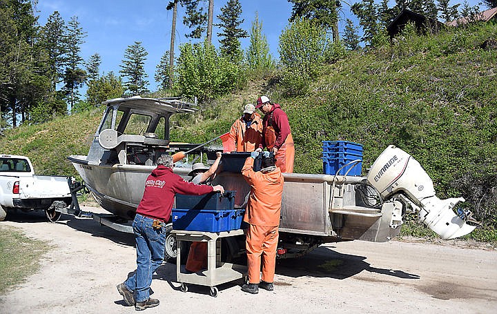 &lt;p&gt;A crew returns to Blue Bay with their daily catch from gill netting lake trout on Flathead Lake on Thursday, May 7. (Brenda Ahearn/Daily Inter Lake)&lt;/p&gt;