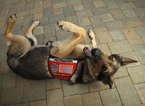 &lt;p&gt;Chyba, a 12-year-old former military dog who served in Iraq with the Army, rolls over at the Rancho Coastal Humane Society in Encinitas, Calif., on May 20. Madeleine Pickens, wife of billionaire T. Boone Pickens, adopted Chyba last year. War dog organizations say the number of inquiries from people asking about military working canines has risen greatly.&lt;/p&gt;