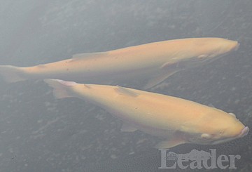 &lt;p&gt;Trout swim at the Jocko River Trout Hatchery north of Arlee last Friday.&lt;/p&gt;