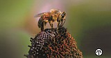The Buzz On Bees