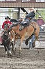 Fairgrounds sterilized for equine herpes virus