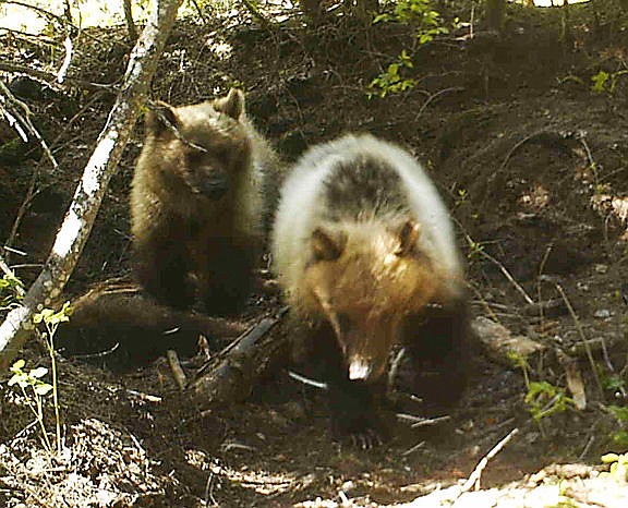 &lt;p&gt;&lt;strong&gt;Two young&lt;/strong&gt; grizzly bears were photographed by a remote camera in the area where a dead adult grizzly was found on May 20. (Montana Fish, Wildlife and Parks photo)&lt;/p&gt;