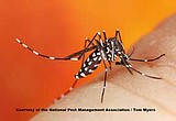 Get Involved in Preventing Mosquitoes