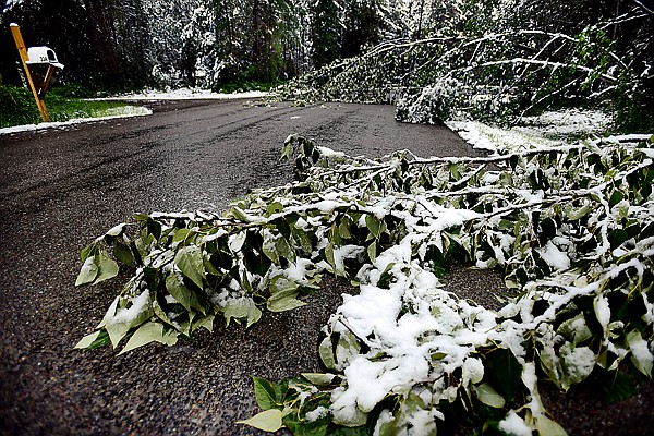 &lt;p&gt;Several trees along Dawn Drive were either weighted down under the snow fall or broken and falling across Dawn Drive on Thursday morning, May 23, in Columbia Falls. (Brenda Ahearn/Daily Inter Lake)&lt;/p&gt;