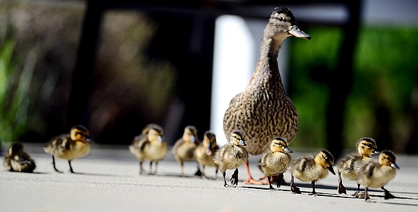 &lt;p&gt;A mother mallard duck keeps a close watch on her 11 ducklings as they stroll through the enclosed patio at the Whitefish Care and Rehabilitation Center on Tuesday. This is at least the second year this duck has used the patio area as a safe haven to lay her eggs. The ducks are a source of excitement for the residents who do a head count of the ducklings several times a day and often visit each others&#146; rooms for better views.&#160;&lt;/p&gt;