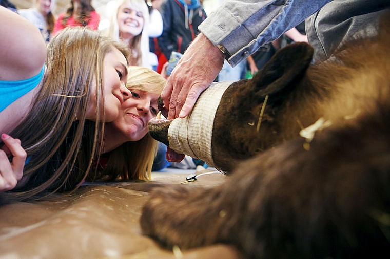 &lt;p&gt;Flathead juniors Merrik Dragon, left, and Rachael Miles smell the breath of a black bear Monday morning at the H.E. Robinson Agricultural Education Center in Kalispell.&lt;/p&gt;