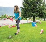 Flamingo fundraiser helps swimmers