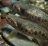 Study finds trout hybridization impacted by climate change