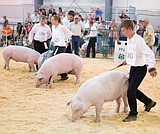 'Stirrup some fun' at the Northwest Montana Fair