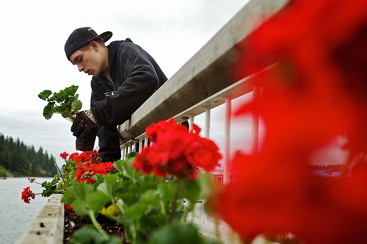 &lt;p&gt;JEROME A. POLLOS/Press Anthony Olson plants a row of geraniums in the planter boxes above the Third Street dock Tuesday as The Coeur d'Alene Resort was landscaped with thousands of the red flowers in preparation for the summer season.&lt;/p&gt;