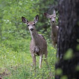 Glacier Park's trails, budget holding their own