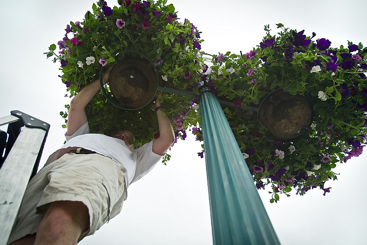 &lt;p&gt;JEROME A. POLLOS/Press David Patterson, owner of Java on Sherman, places a basket full of flowers on a lamp post Wednesday along Lakeside Avenue. The Coeur d'Alene Downtown Association placed 161 of the baskets in the downtown area for the annual beautification project.&lt;/p&gt;