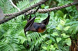 Health District warns of bats