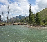 Big Creek restoration efforts pay off for bull trout