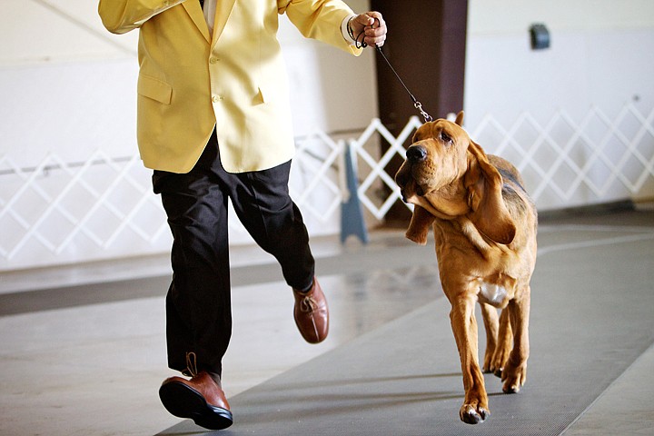 &lt;p&gt;Steve Aguirre parades his 3 1/2 year old bloodhound through a judging arena at the North Idaho Fairgrounds during the Coeur d'Alene Dog Fanciers 2011 Annual Dog Show.&lt;/p&gt;