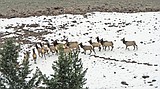 Promising trend for deer, elk ratios