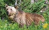Legislature declares grizzlies recovered