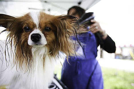 &lt;p&gt;Choco, a papillon breed, is groomed by handler Tammie Wilcox at the Kootenai County Fairgrounds Coeur d&#146;Alene Dog Fanciers AKC Dog Show Tuesday.&lt;/p&gt;