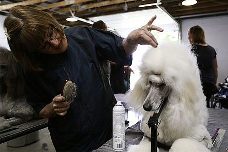 &lt;p&gt;Evlyn Sera fixes up her poodle named Ashley in a busy grooming area Tuesday at the Coeur d&#146;Alene Dog Fanciers AKC Dog Show. Ashley was given a continental haircut for the show that took place at Kootenai County Fairgrounds.&lt;/p&gt;