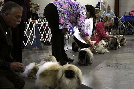 &lt;p&gt;The Pekingese show group lines up in the ring Tuesday at the Coeur d&#146;Alene Dog Fanciers AKC Dog Show. Owners, handlers, and breeds all around the Northwest and Canada took part in the competition.&lt;/p&gt;