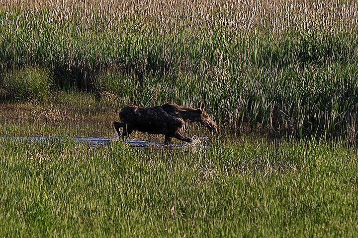 &lt;p&gt;A young moose frolics in the shallow waters of a marsh near Cataldo on Monday evening.&lt;/p&gt;