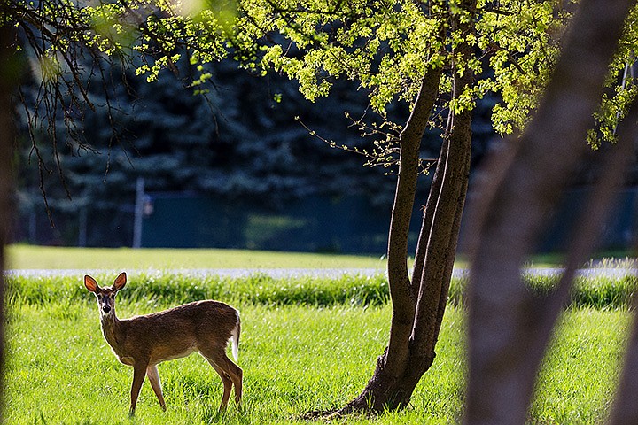 &lt;p&gt;SHAWN GUST/Press&lt;/p&gt;&lt;p&gt;A whitetail deer pauses while foraging in a small patch of grass Monday near Strahorn Road in Hayden Lake.&lt;/p&gt;