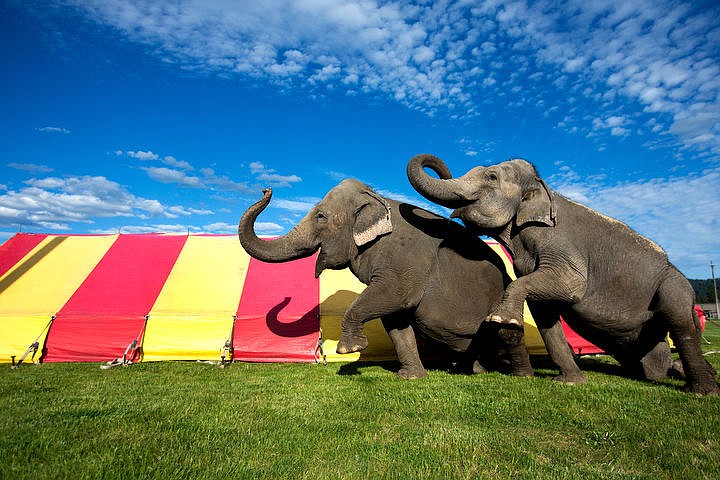 &lt;p&gt;Shelly and Marie, two Asian elephants in their late 40s, pose for a portrait outside their tent on Wednesday, May 11, 2016 at the Kootenai County Fairgrounds. The elephants will be at the Northwest Spring Fest this weekend at the fairgrounds.&lt;/p&gt;