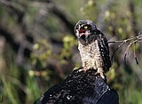 A rare owl makes an incredible appearance in Glacier