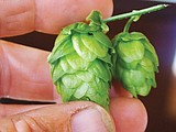 When bitter is better: How craft beers are keeping the Yakima Valley hopping