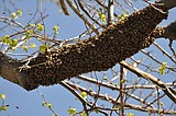 Call a licensed beekeeper for errant swarms