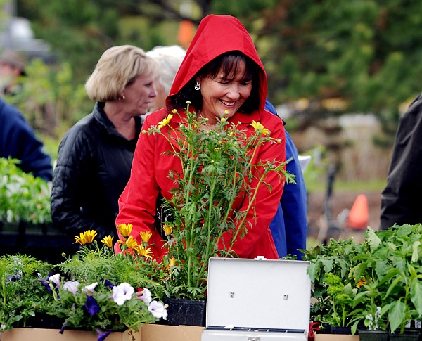 &lt;p&gt;Vicky Hoover of Whitefish picks out flowers at the Whitefish Farmers Market on Thursday, May 29, in the Pin &amp; Cue parking lot.&lt;/p&gt;