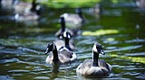 Follow the leader