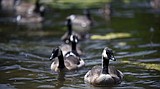 Young Canada geese in Woodland Park