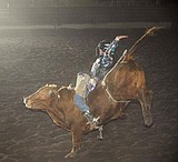 Triplett wins bulls at District
