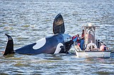 Orca Rescue