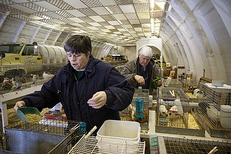 &lt;p&gt;Kootenai Fairgrounds volunteer Serena Lucas and her husband Tom Lucas, a Kootenai fair foundation board member, feed guinea pigs Friday, February 7, 2014 in a fairgrounds building where dozens of animals were being held after being taken from an Athol residence on January 17.&lt;/p&gt;